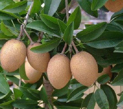 人心果10元一斤海南特产热带水果清心营养丰富大城市可航空货运