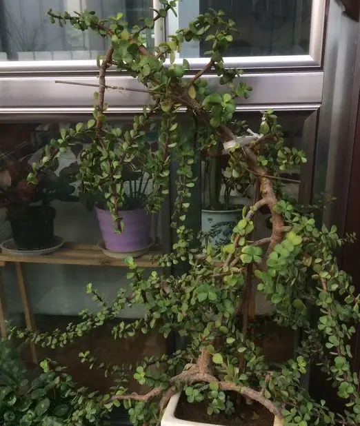 大冷天要这么养金枝玉叶,春天一到保准翠绿满盆!_土壤