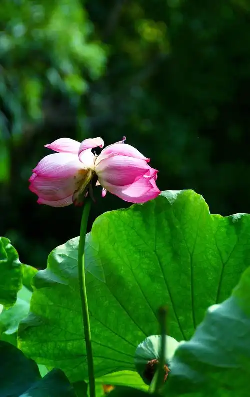 两天后拍的双头莲