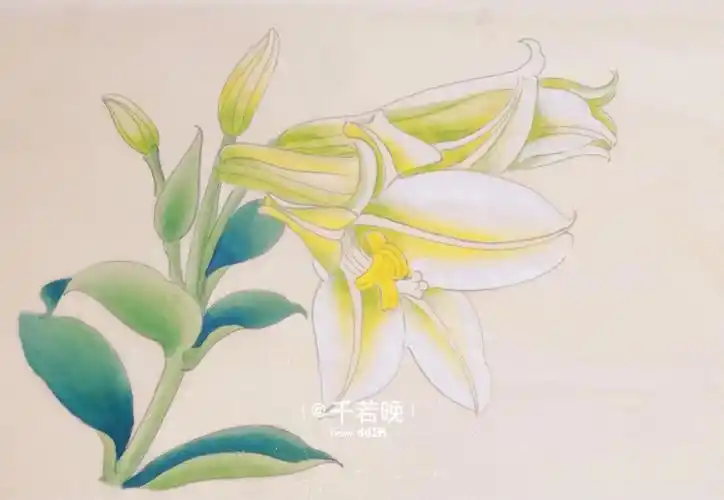 最简单工笔花鸟入门教程百合有步骤图