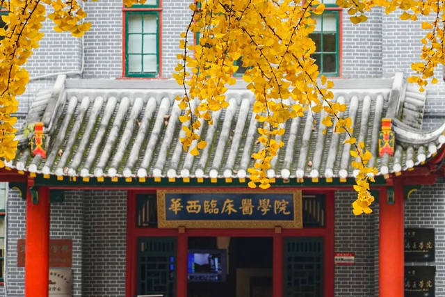 美绝了!四川大学的银杏太耀眼!