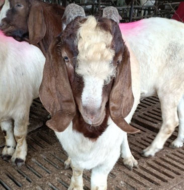 波尔山羊红头大耳朵大种公羊开脸大耳扇双脊背长身腰