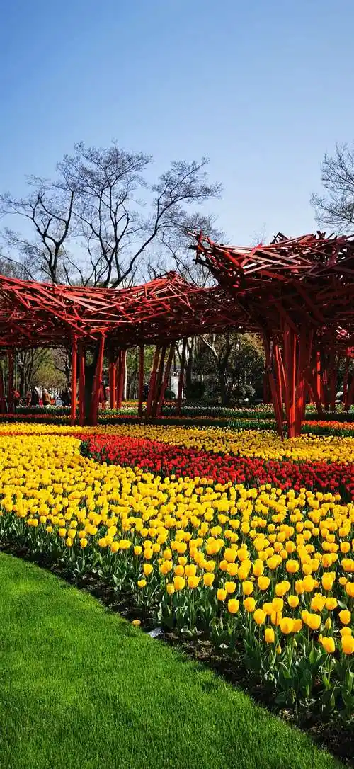 其它 上海静安雕塑 公园郁金香 写美篇2021年3月15日拍摄