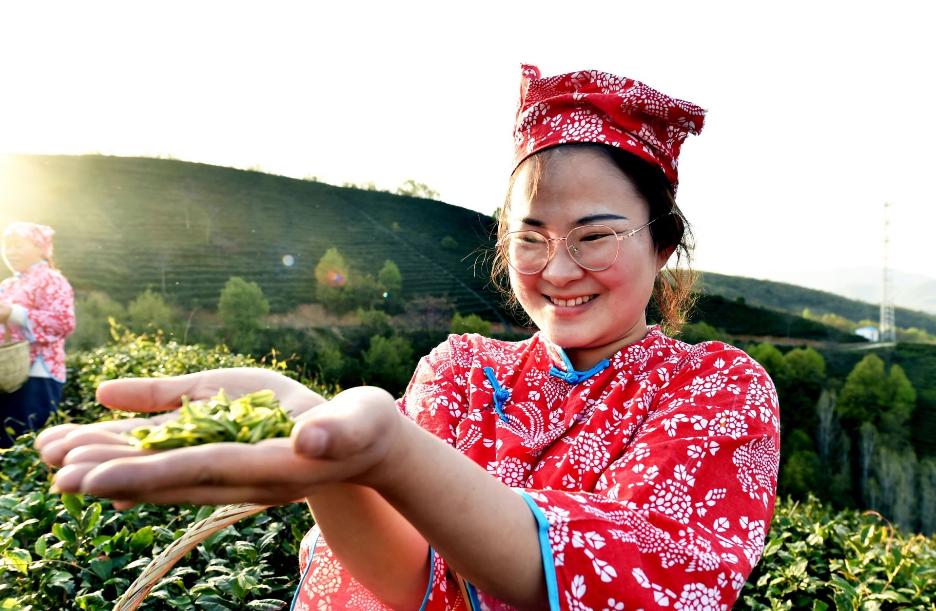 南漳县肖堰镇蓝云茶叶专业合作社有机茶园竞吐新绿,采茶姑娘正忙着