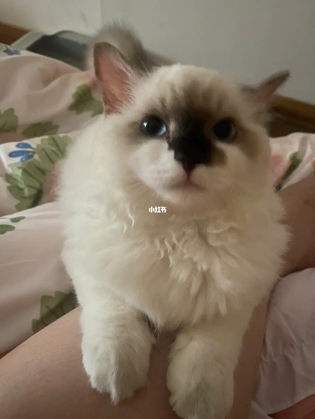 布偶猫  小红薯买的布偶妹妹求姐妹们帮我看看是什么品相  没有手套