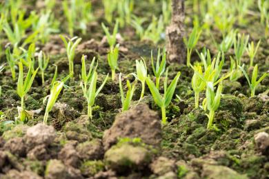 空心菜苗在春天发芽