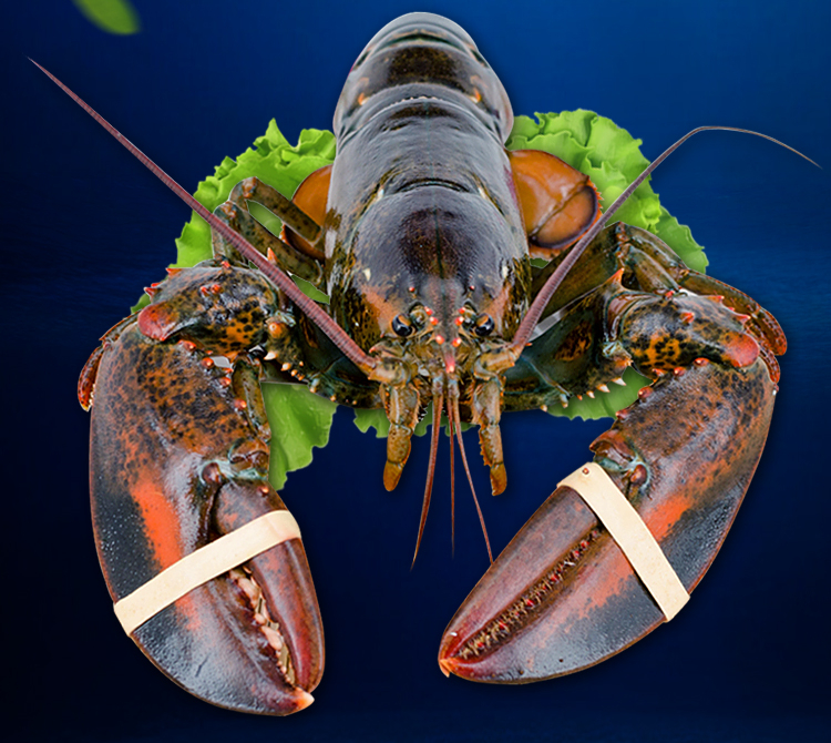 青樱红荔波士顿龙虾 特大号波龙海鲜澳龙鲜活冷冻大龙虾 2750g 50-115