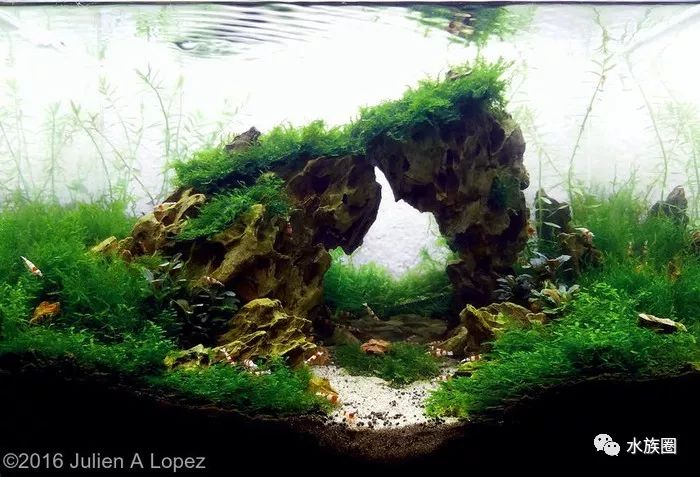 2016年aga国际造景大赛小缸组获奖作品欣赏小缸作品参考集