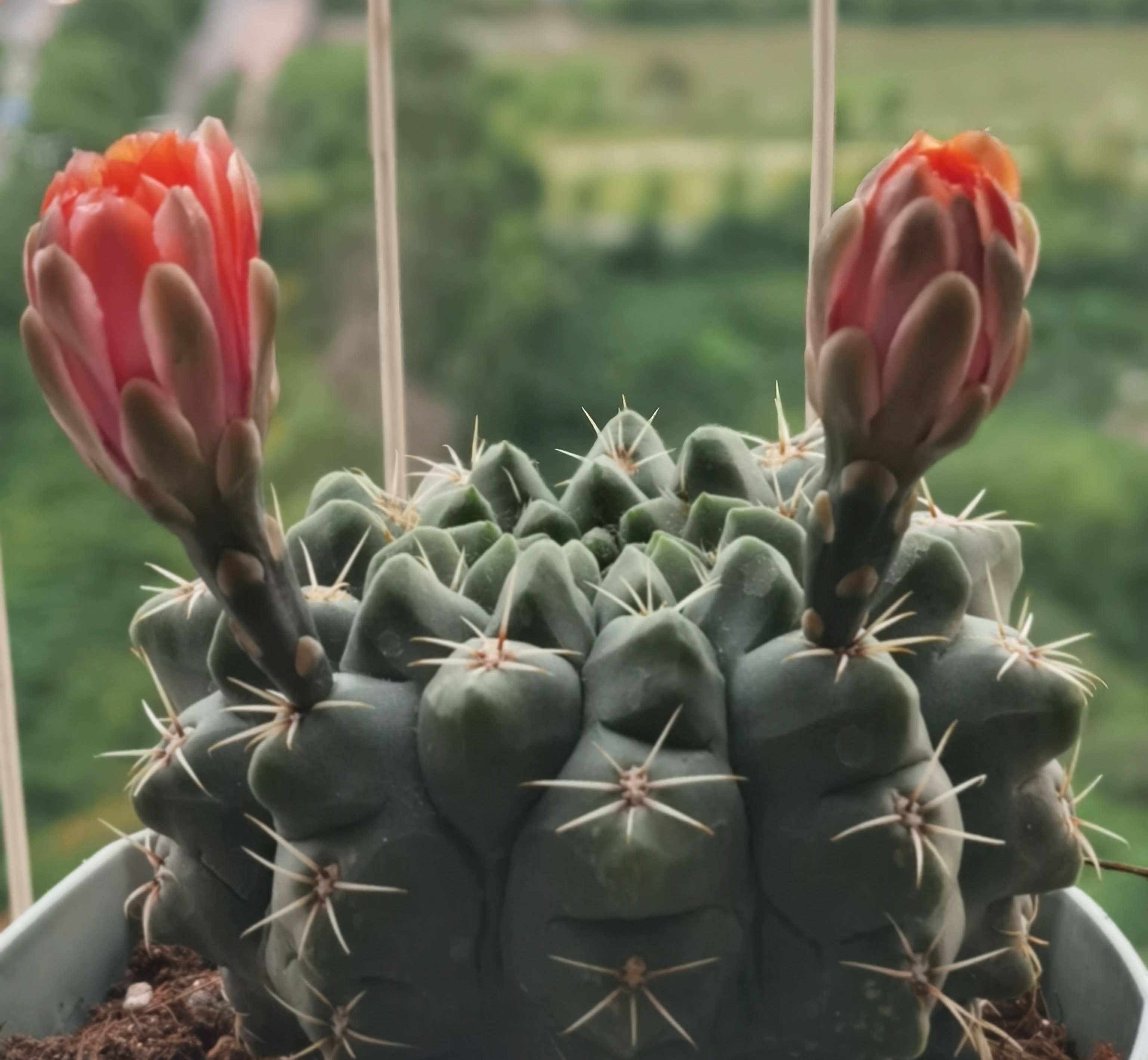 仙人球图片大全大图(3个方法养好仙人球长得更圆更肥)