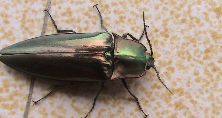 烟草甲虫的虫源—般在哪