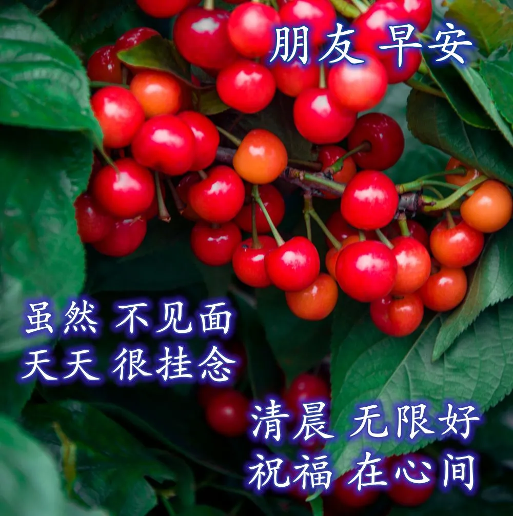 最美早安问候祝福语带图片清晨问候大家早上好暖心祝福句子