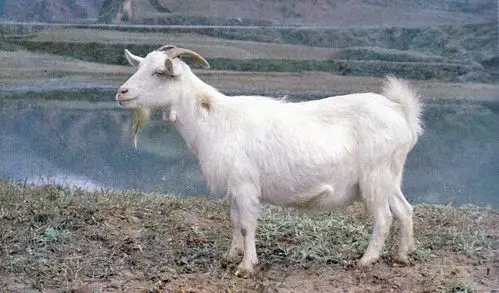 陕南白山羊的缺点与优点介绍肉用山羊品种