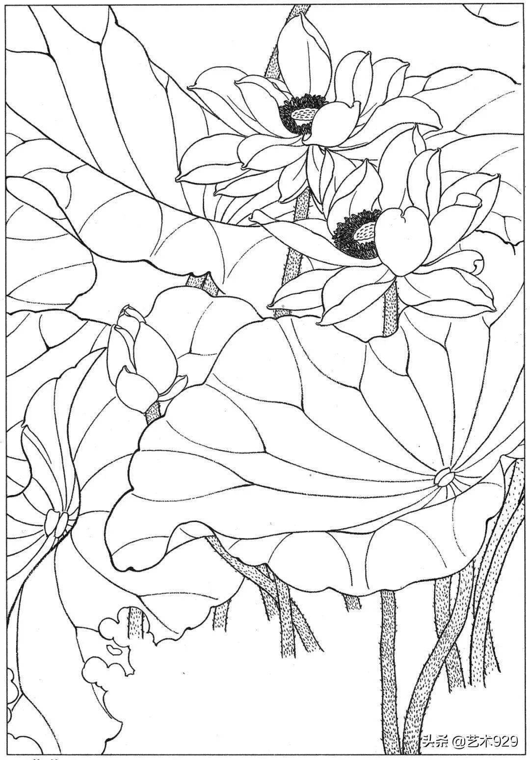 高清荷花白描画稿54图,收藏_工笔画_画稿_白描