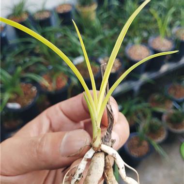 蕙兰暴力黄5朱金黄变形高艺草前垄1小苗寄养