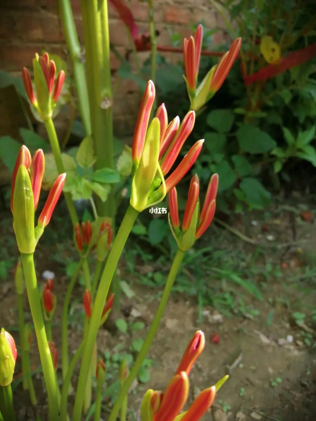 没有盛开的石蒜花也好好看#彼岸花