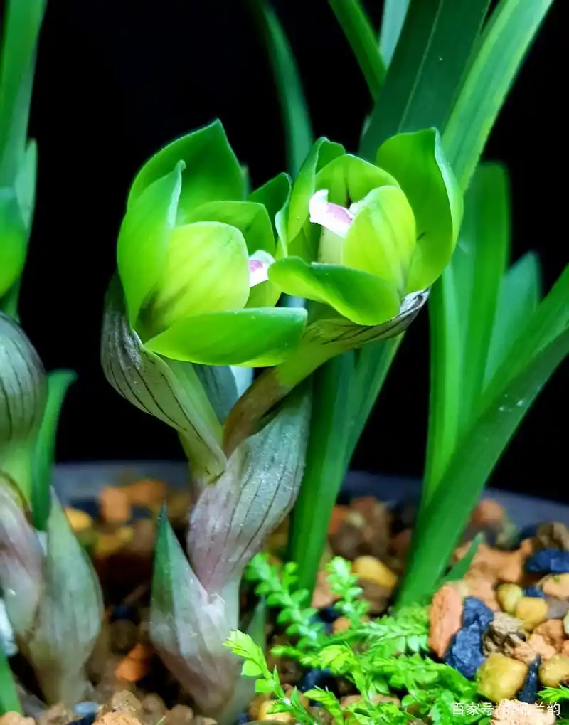 春兰花品种大全(春兰花品种大全大图)