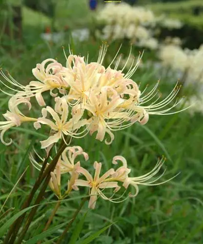 曼珠沙华——彼岸花