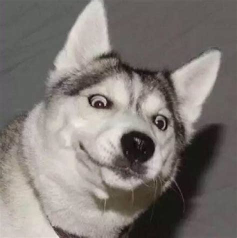 哈士奇图片搞笑表情包_抖音哈士奇狗头表情包2022已更新(今日/热点)-u