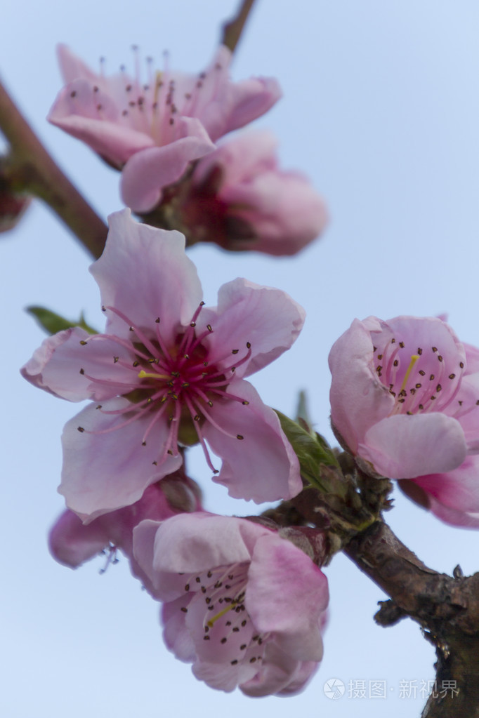 一朵粉红色的桃花