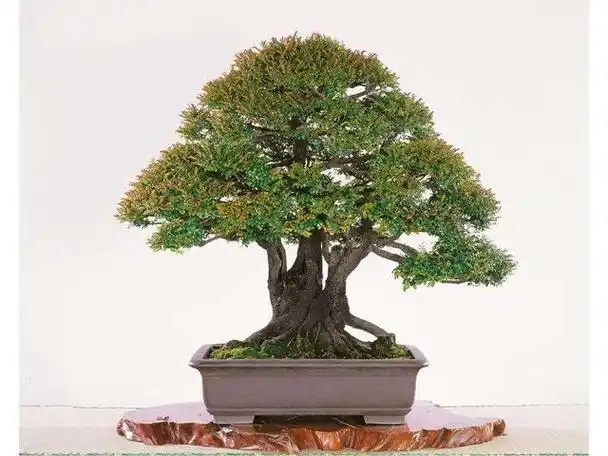 小叶紫檀盆景怎么养才开花(喜爱光照不耐旱)(5)