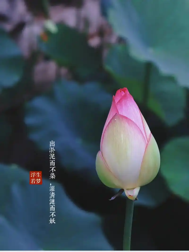 夏日荷花 #摄影 #好运莲莲 一念心清静,莲花处处开.一花 - 抖音