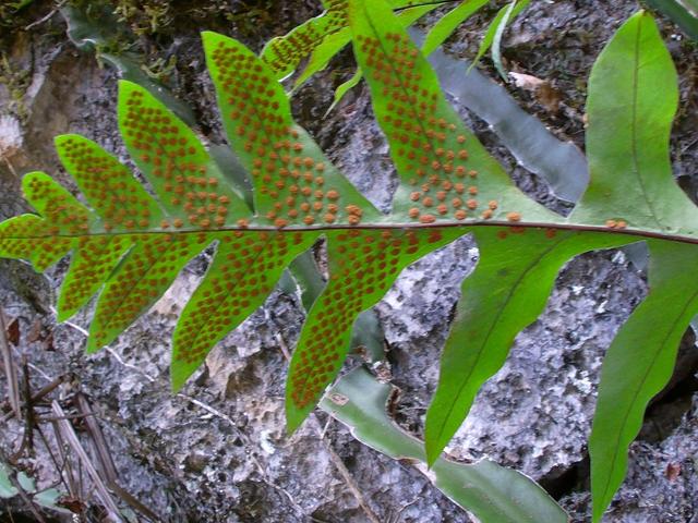 孢子叶绿色,长圆形,羽状深裂,裂片披针形.