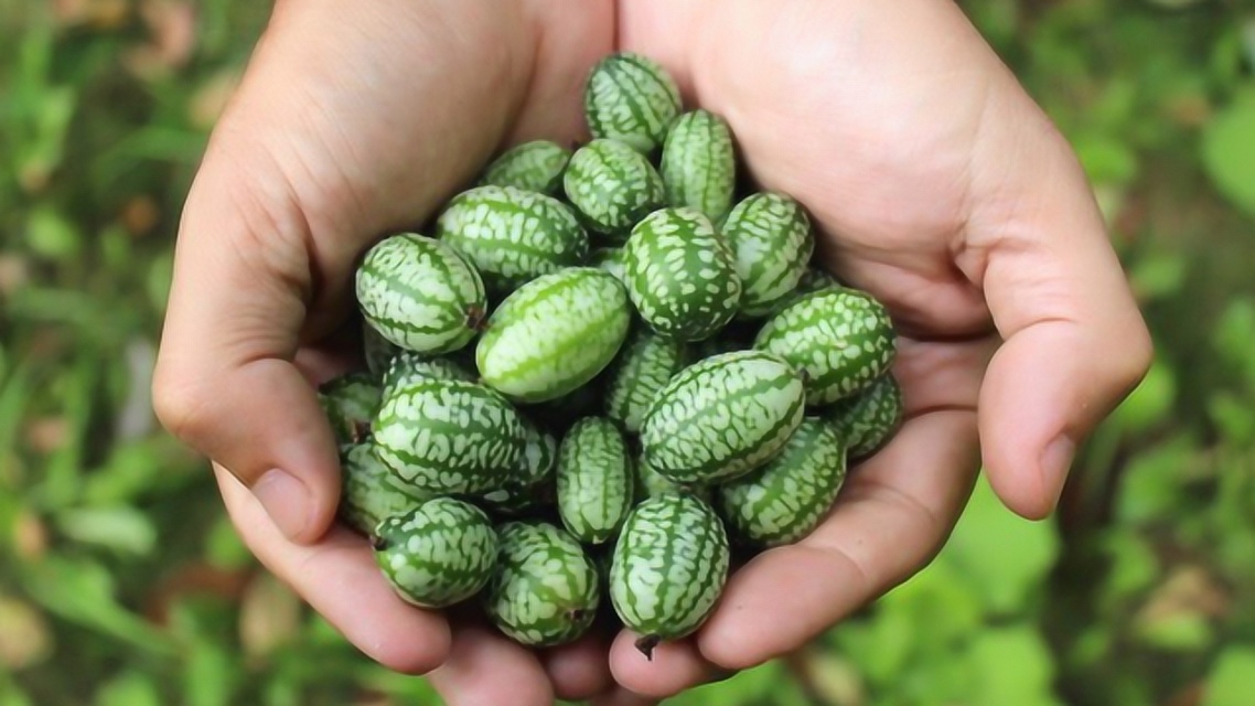 世界上最小的西瓜,百元一斤拇指般大小,看完你会买吗!