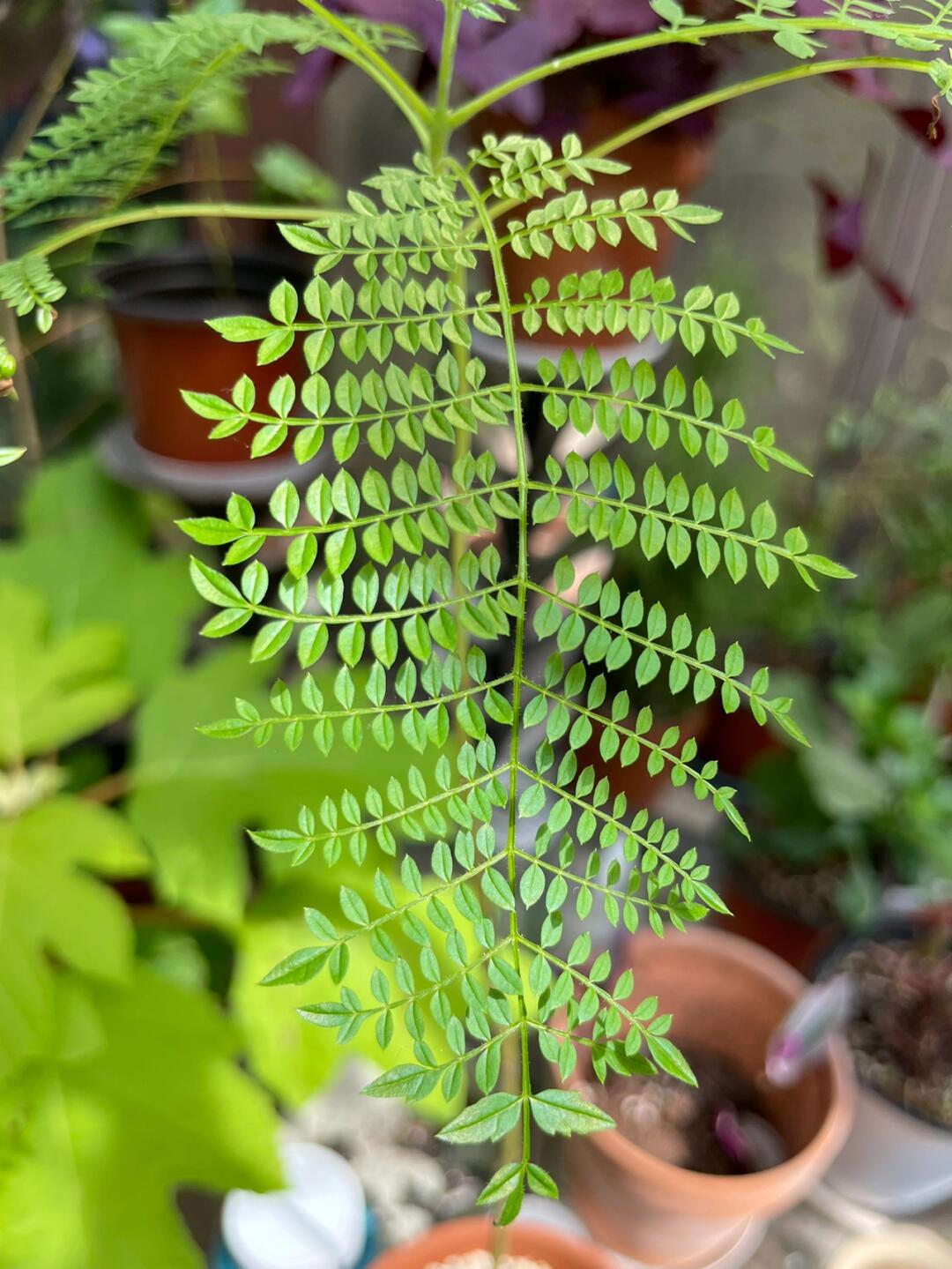 蓝花楹的叶子太好看了