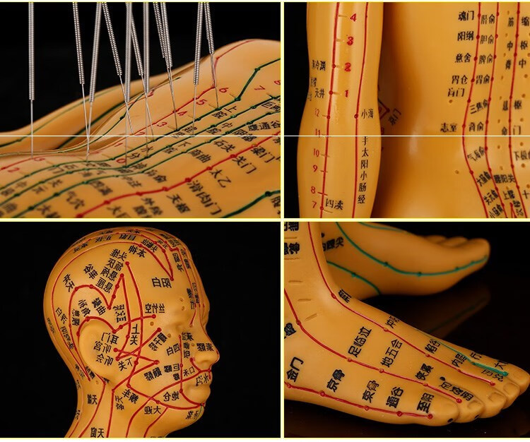 中医小人模特挂图身体针灸塑料人体穴位模型按摩教学硅胶推拿经络铜女