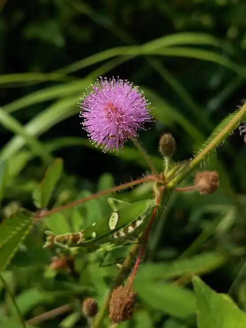 喜欢欣赏羞答答的含羞草