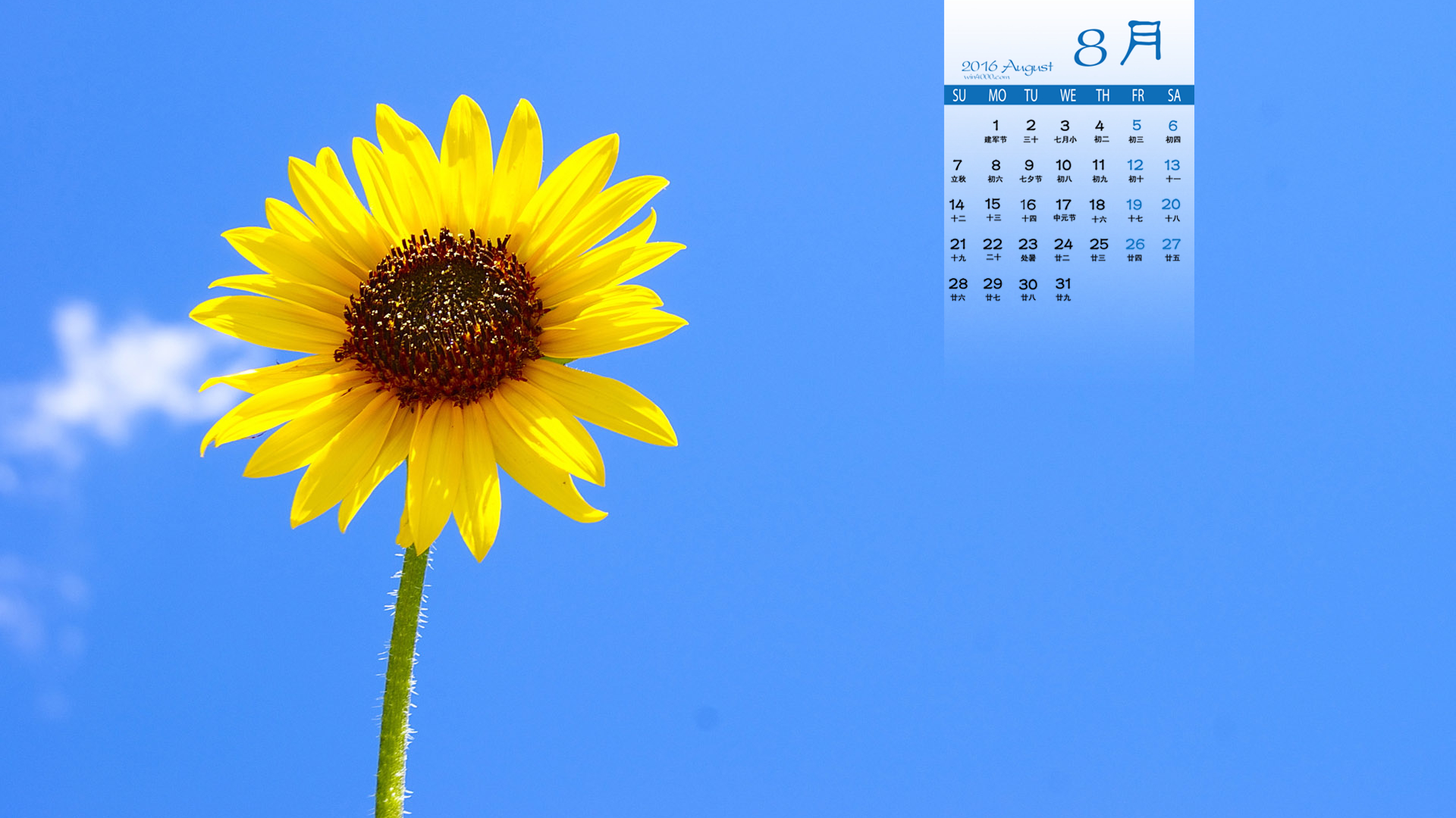 2016年8月日历向日葵图片桌面壁纸