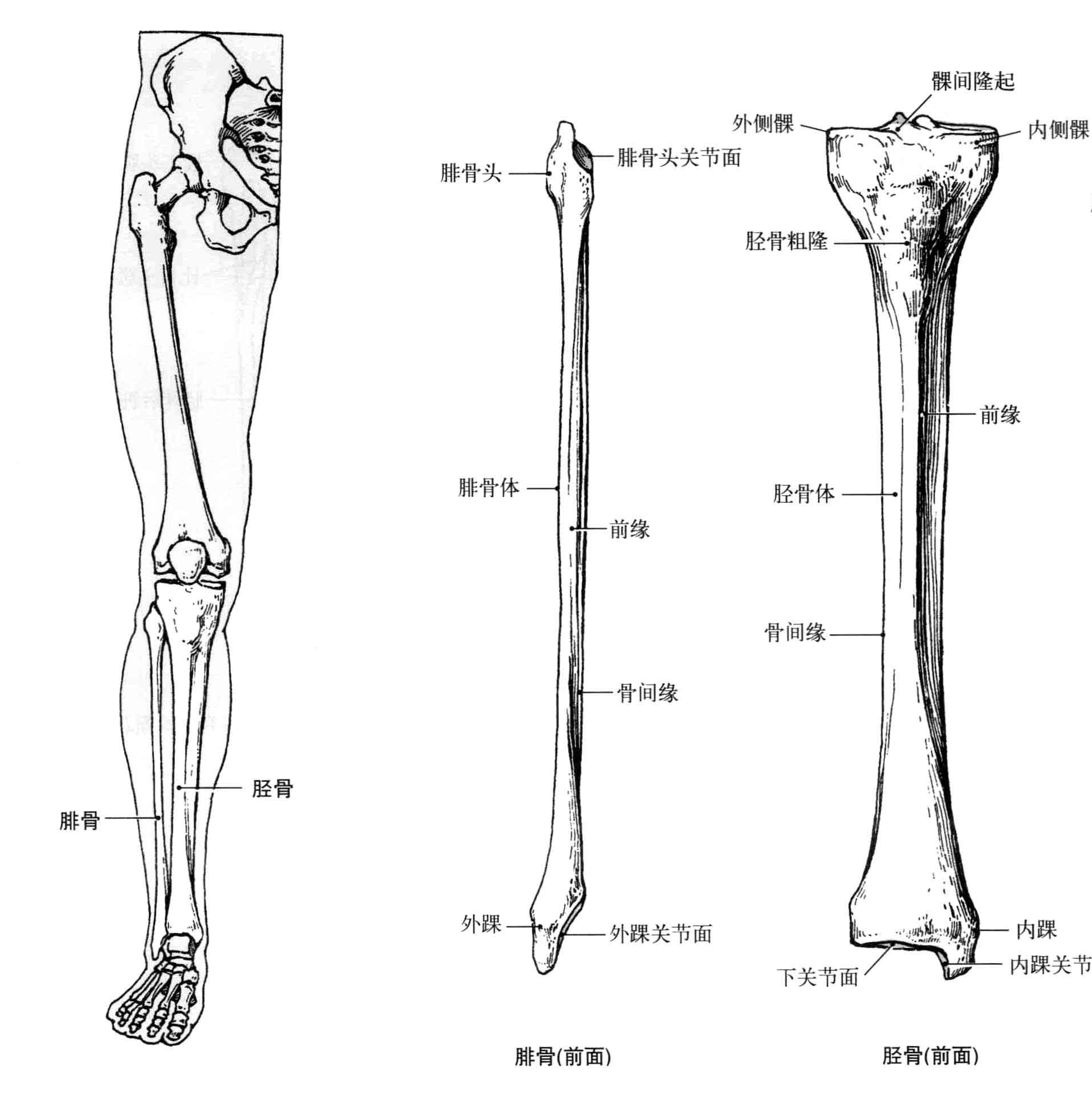 解剖学笔记下肢关节骨