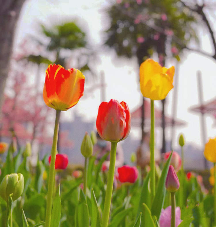 春日限定浪漫!静安大宁公园50万株郁金香绚烂绽放