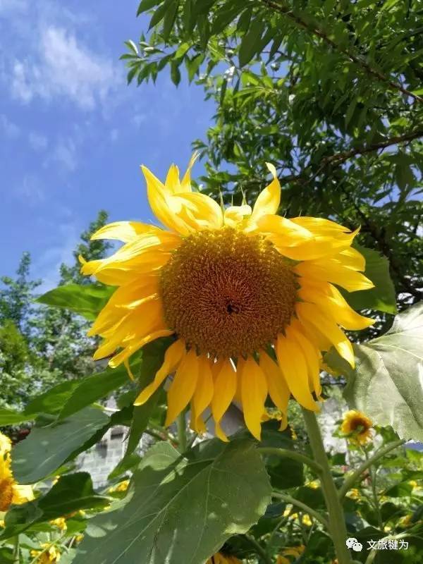 夏日艳阳,又是赏向日葵的最佳时节