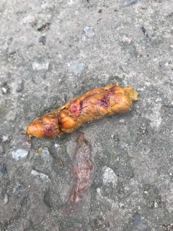 狗狗食欲变差,呕吐,拉奇怪的便便