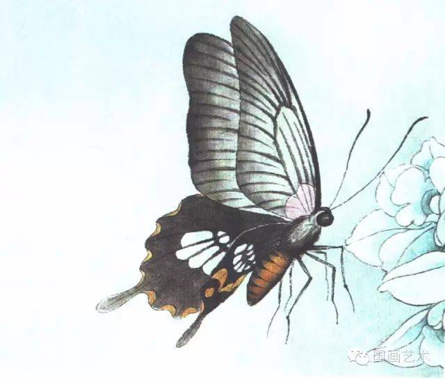图文教程李晓明工笔蝴蝶设色步骤示范二