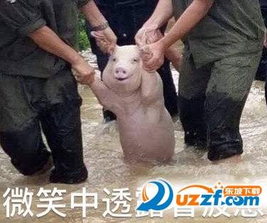 网红小猪笑着活下去表情包高清无水印版