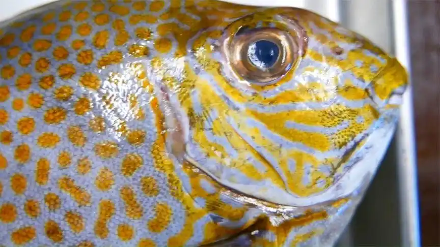 海鲜美食第四十九期兔子鱼