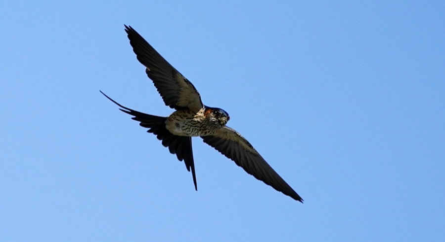 疾速飞行的燕子查看大图曝光:1/4000 sec光圈:f4.