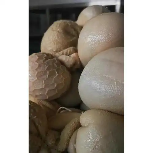 羊肚包羊脑全熟 快手网红热门 吃播食物美食 即食羊脑包肚1斤顺丰