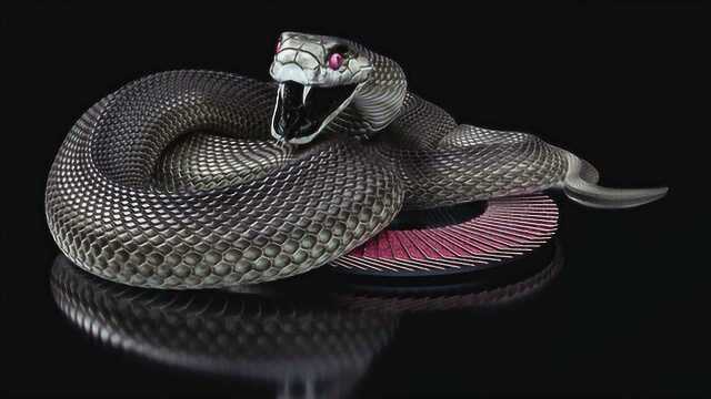 疯狂的人每个月注射黑曼巴蛇毒液三倍致死剂量