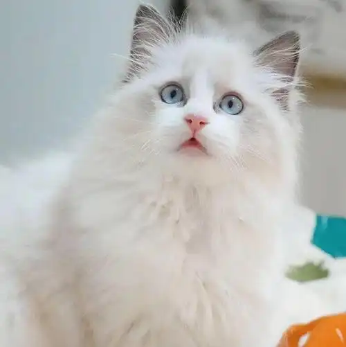 漕河泾附近-家养-布偶奶猫找新家-2500-5000 两只弟弟两只妹妹.