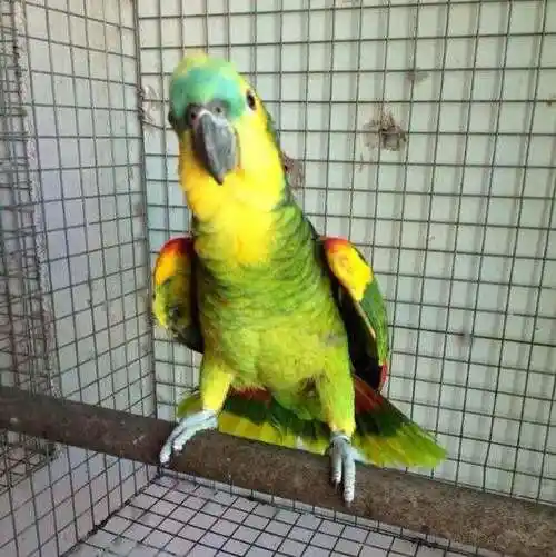 黄翼蓝顶亚马逊鹦鹉寿命 黄翼蓝顶亚马逊鹦鹉能活多久