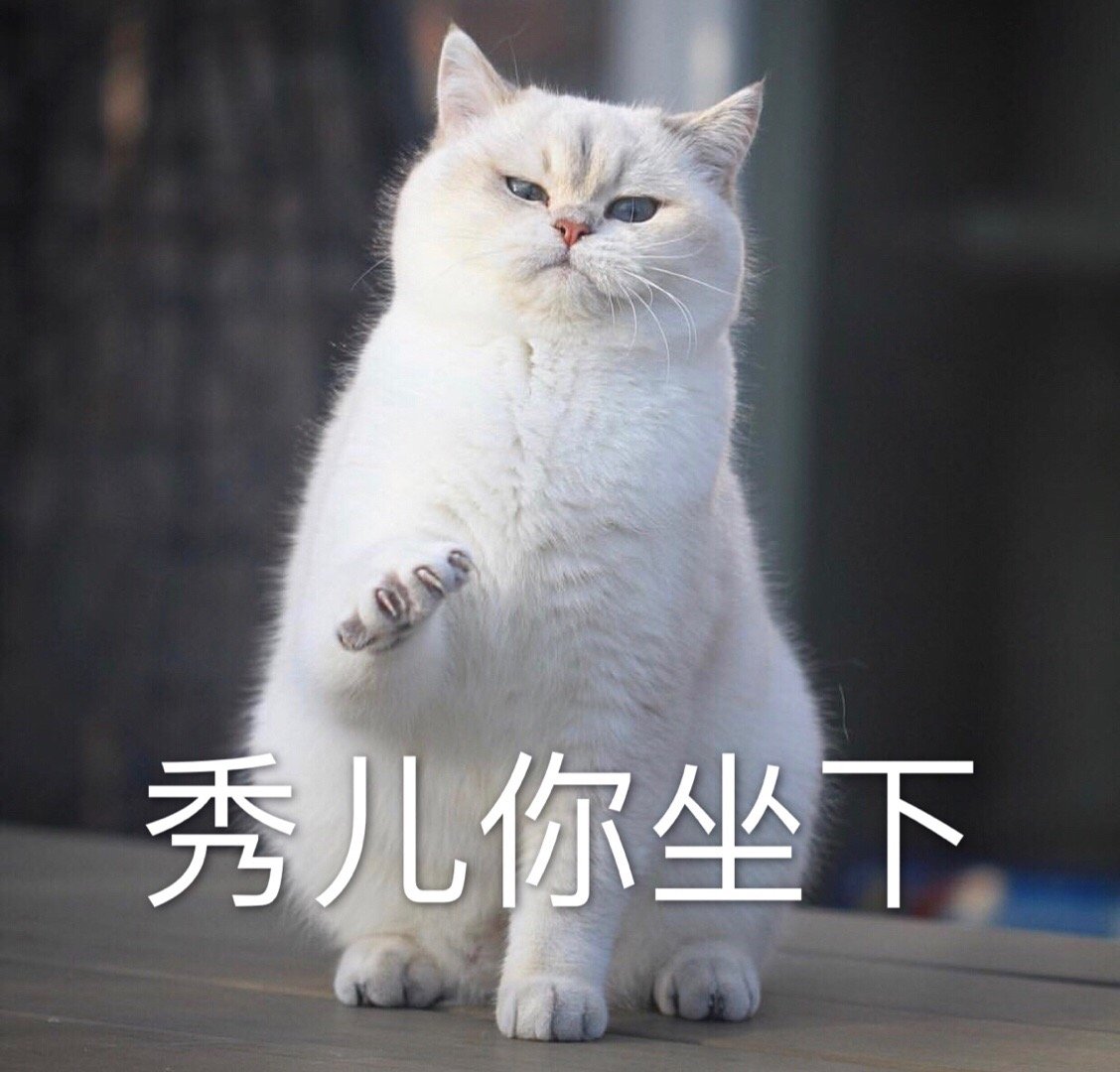 秀儿你坐下猫咪秀儿猫咪坐下表情