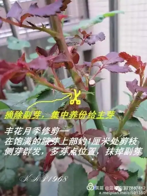 蓝莓酒庄,教你修剪玫瑰!