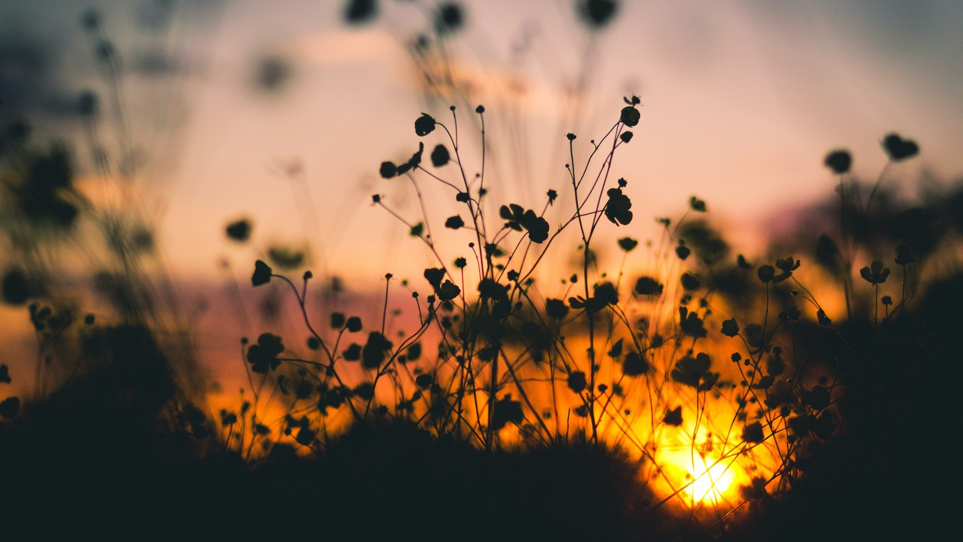 超清唯美小花图片桌面壁纸