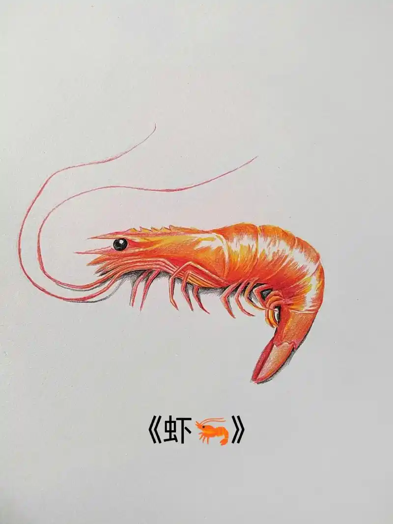 简单易学的彩铅虾🦐的画法.#画画 #零基础教学 #跟着抖音