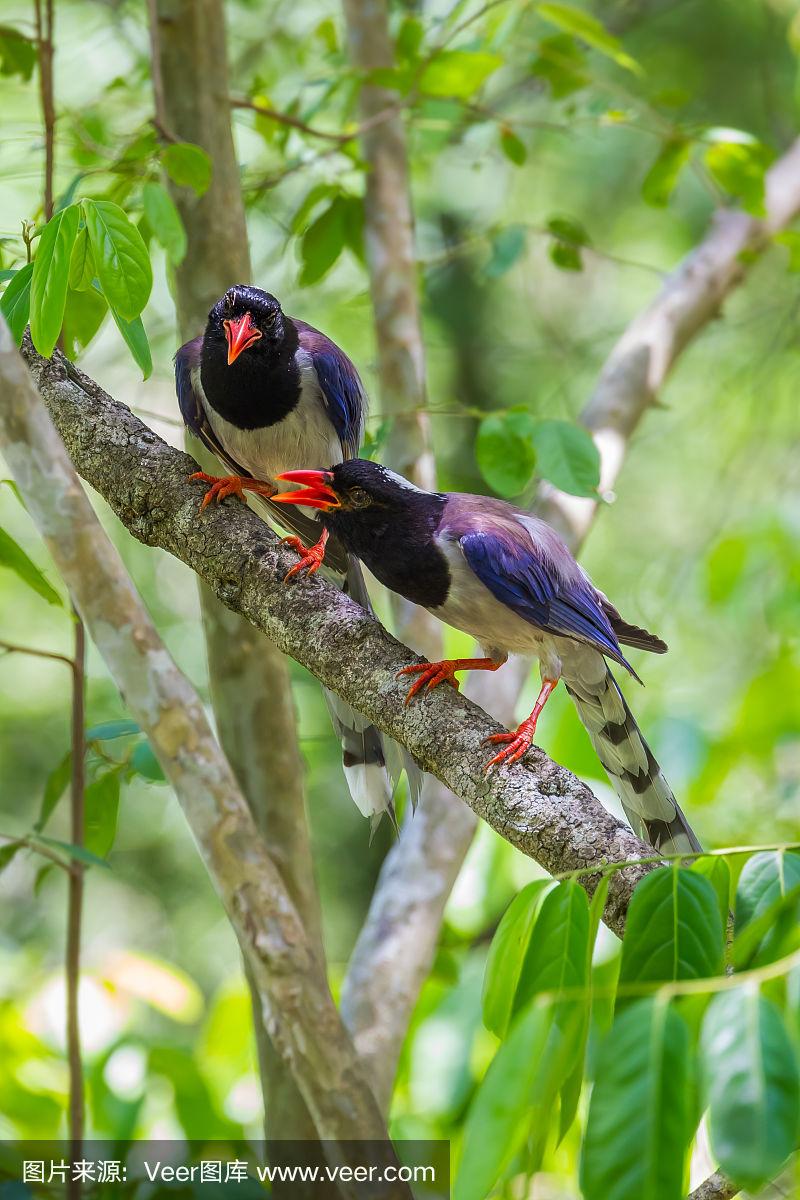 一对红嘴蓝喜鹊