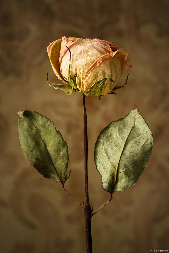 生机涌动:枯萎花朵的复苏之道