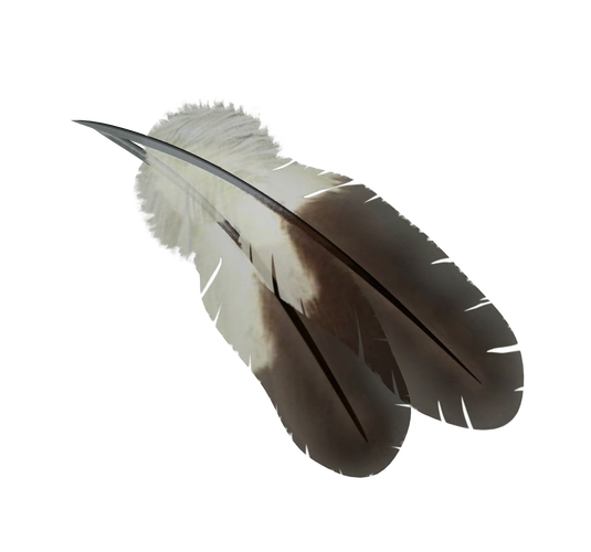 黑色羽毛图片大全_黑色羽毛png高清素材【免费下载】-90设计网